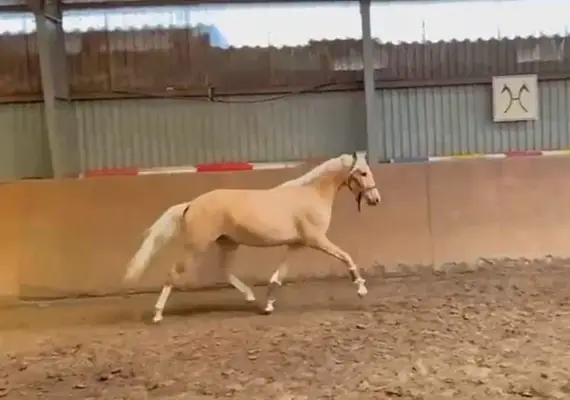 Traumpony in beste Hände mit sportlicher Förderung