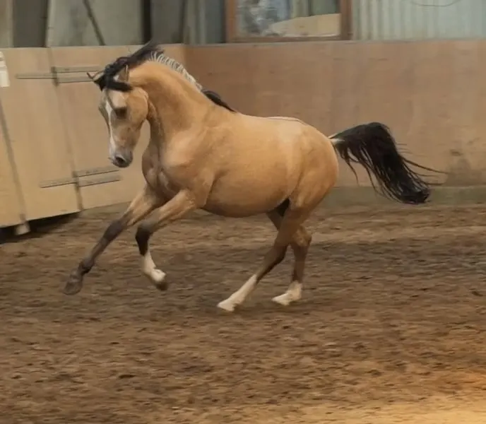 Schöner Reitponyhengst mit Hunterperspektive