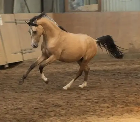 Schöner Reitponyhengst mit Hunterperspektive