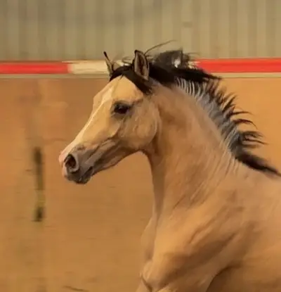Schöner Reitponyhengst mit Hunterperspektive