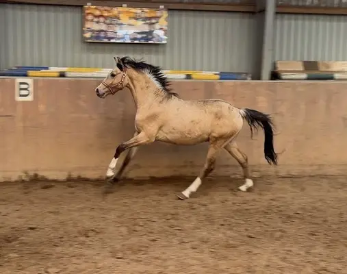Schöner Reitponyhengst mit Hunterperspektive
