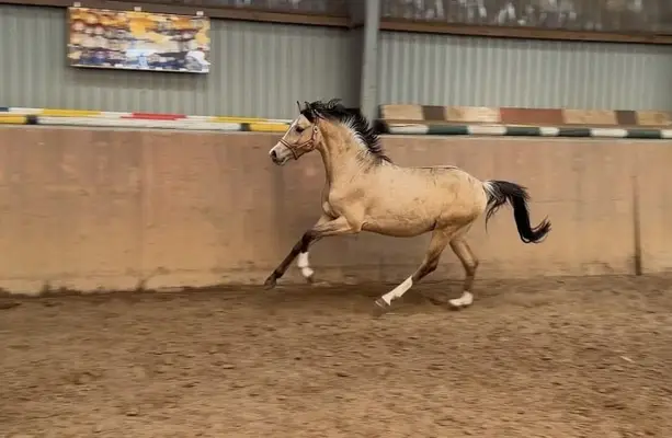 Schöner Reitponyhengst mit Hunterperspektive