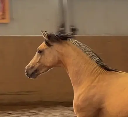 Schöner Reitponyhengst mit Hunterperspektive