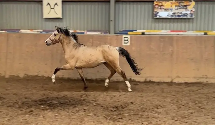 Schöner Reitponyhengst mit Hunterperspektive