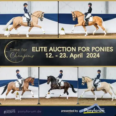 Experienced Pony Rider Wanted in Marsberg, Germany