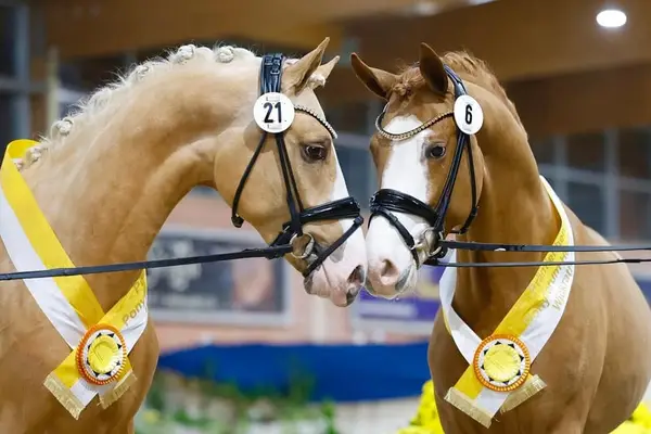 Experienced Pony Rider Wanted in Marsberg, Germany