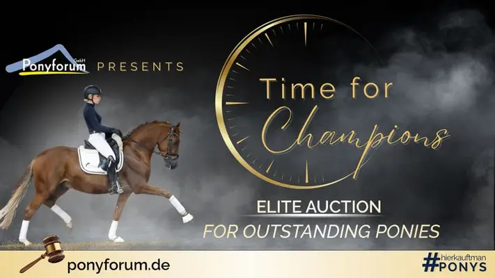 Experienced Pony Rider Wanted in Marsberg, Germany