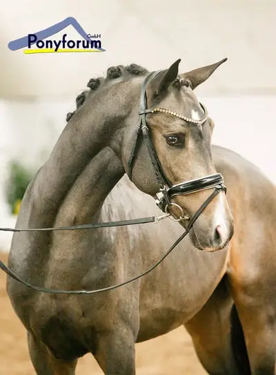 Experienced Pony Rider Wanted in Marsberg, Germany