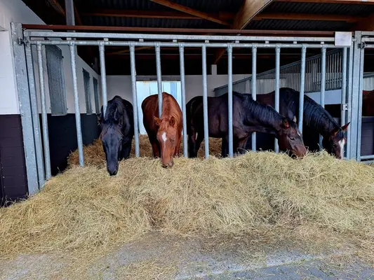 Caballos de 3,5 años de cría propia