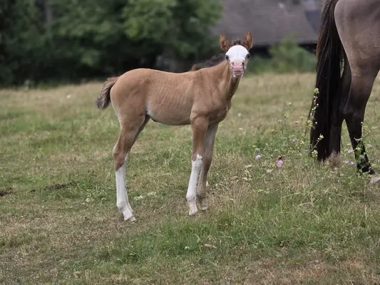 ✨ Reinrassige Criollo-Stute aus erstklassiger Abstammung