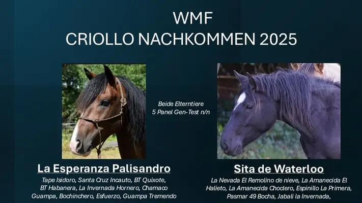 CHANCE!!! Criollo Enkel von Tape Isidoro