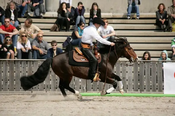 CHANCE!!! Criollo Enkel von Tape Isidoro