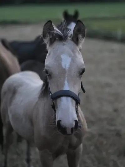 Perspectiva de Reining de Futurity de clase extra: Potra Buckskin