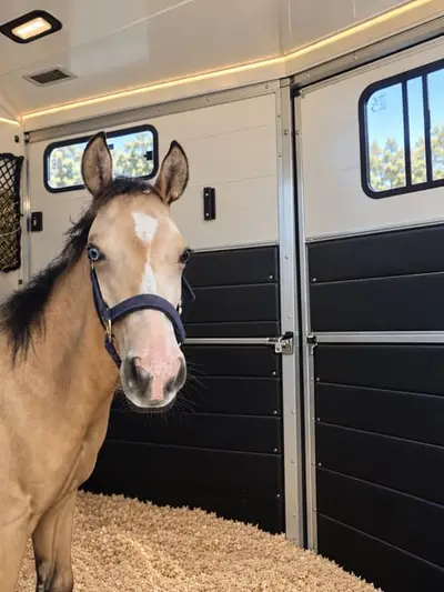 Futurity Reining-Perspektive der Extraklasse: Buckskin Fohlen