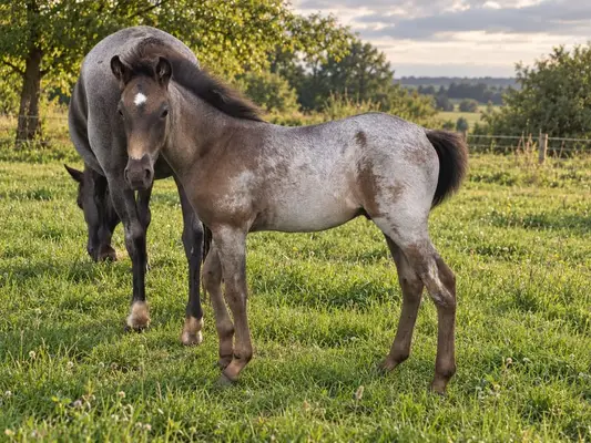 💙 Blue Roan Fans aufgepasst! 💙