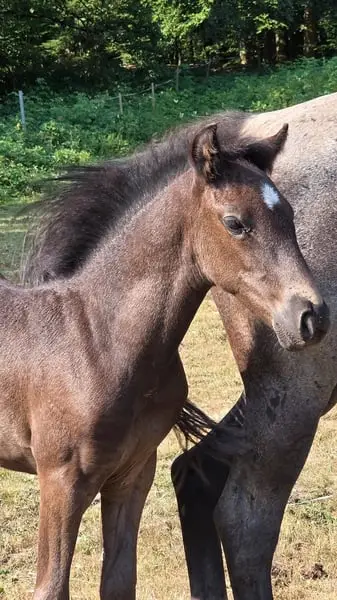 💙 Blue Roan Fans aufgepasst! 💙