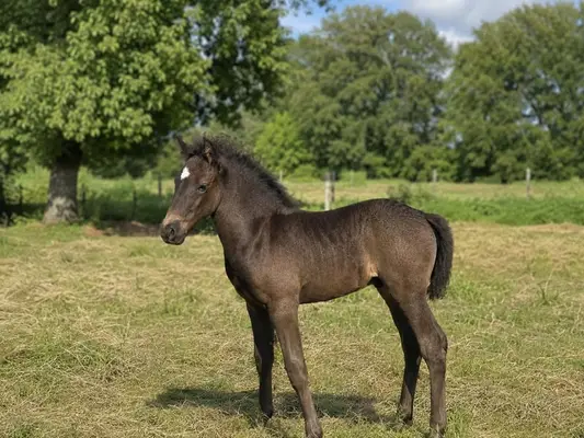 💙 Blue Roan Fans aufgepasst! 💙