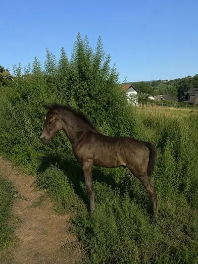 💙 Blue Roan Fans aufgepasst! 💙