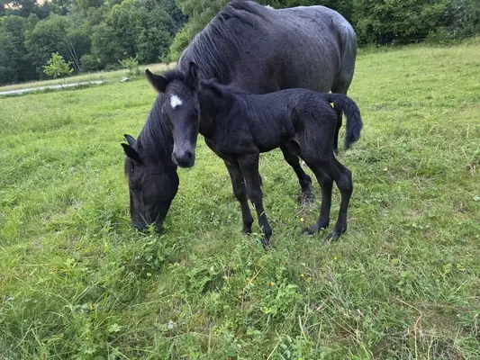 💙 Blue Roan Fans aufgepasst! 💙