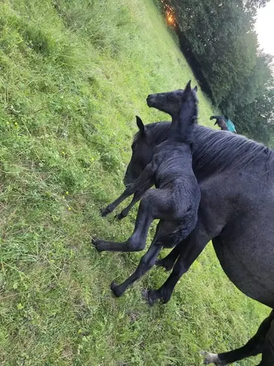 💙 Blue Roan Fans aufgepasst! 💙
