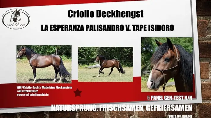 Besondere Criollo-Stutfohlen aus bester Abstammung