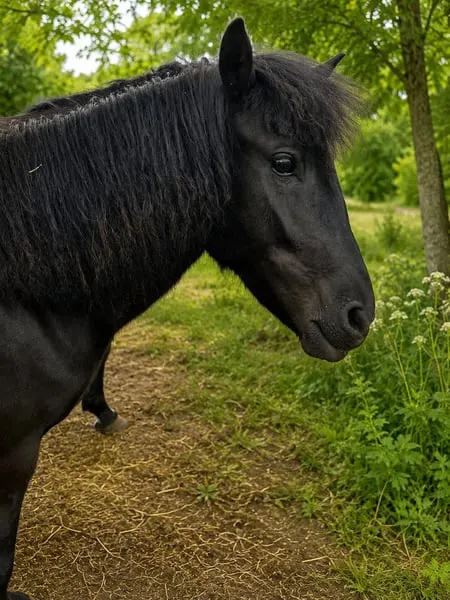 Zukünftiges Kinderpony