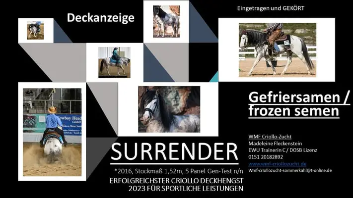 Erfolgreichster Criollo Deckhengst f. sportliche Leistungen