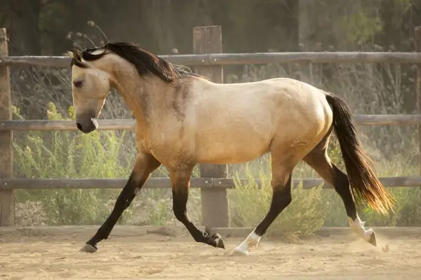 Precioso semental PRE, buckskin con mancha blanca