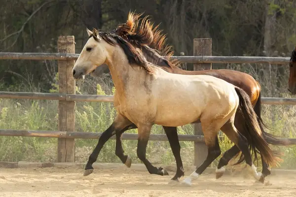 Bildschöner PRE Hengst, Buckskin mit Blässe