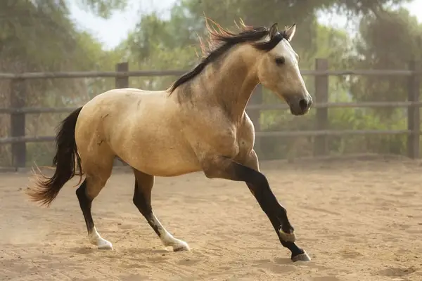 Bildschöner PRE Hengst, Buckskin mit Blässe