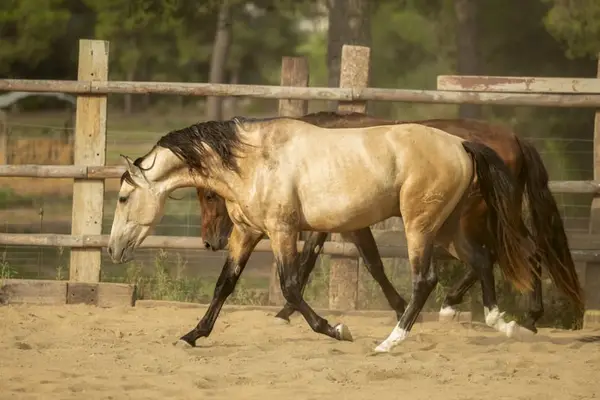 Bildschöner PRE Hengst, Buckskin mit Blässe
