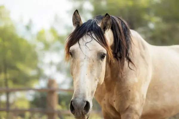 Bildschöner PRE Hengst, Buckskin mit Blässe