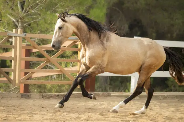 Bildschöner PRE Hengst, Buckskin mit Blässe