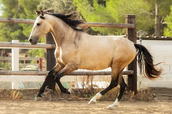 Bildschöner PRE Hengst, Buckskin mit Blässe