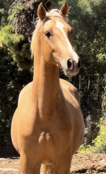 Traumpferd: PRE Hengst, Palomino, bildschön