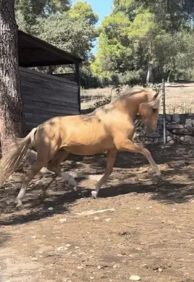 Traumpferd: PRE Hengst, Palomino, bildschön