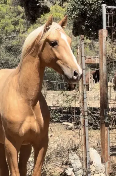 Traumpferd: PRE Hengst, Palomino, bildschön