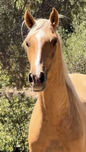 Traumpferd: PRE Hengst, Palomino, bildschön