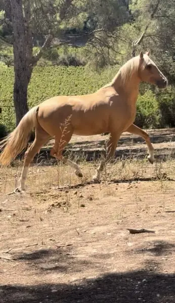 Traumpferd: PRE Hengst, Palomino, bildschön