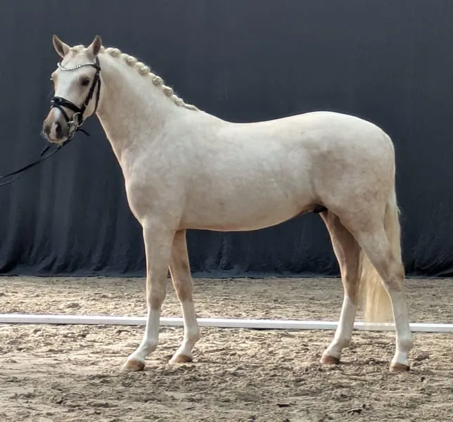 Traumponi sucht ein zu Hause