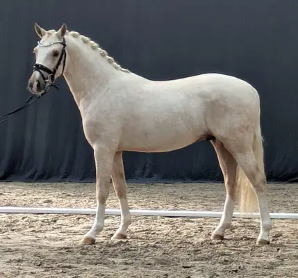 Poney de rêve cherche un foyer