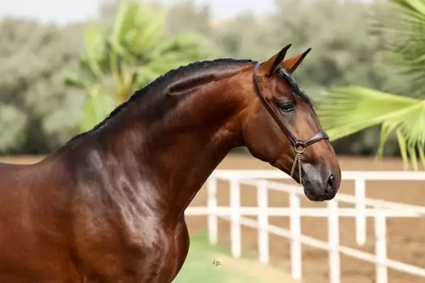 JAMINO TORRELUNA