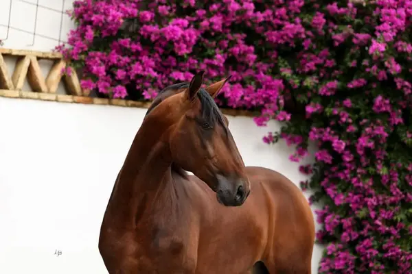 JAMINO TORRELUNA