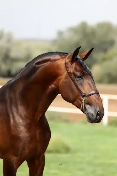 JAMINO TORRELUNA