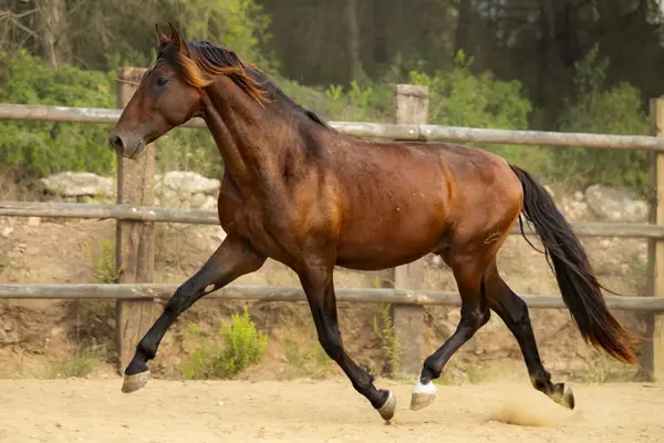 Precioso semental PRE busca “su” hogar