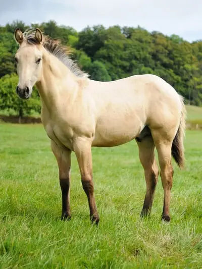 Potro de Cuarto de Milla, Buckskin, nacido el 01.04.2026
