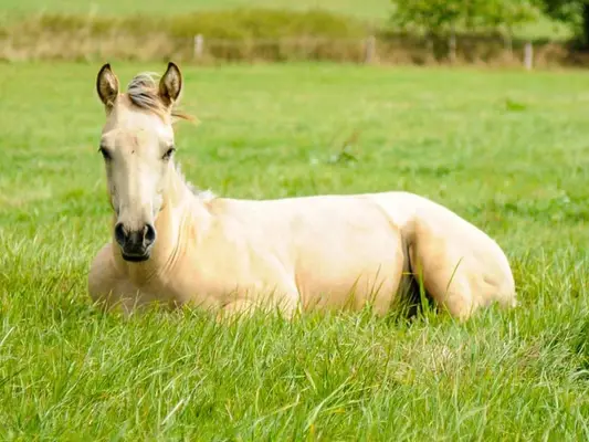 Quarter Horse Hengstfohlen, Buckskin, geb. 01.04.2026