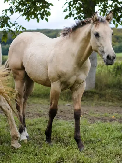 Quarter Horse Hengstfohlen, Buckskin, geb. 01.04.2026