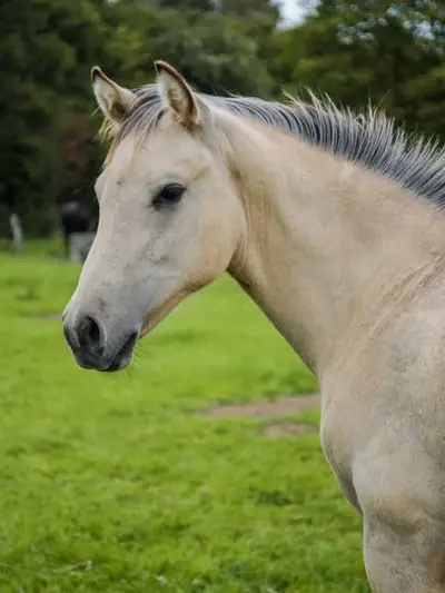 Quarter Horse Hengstfohlen, Buckskin, geb. 01.04.2026