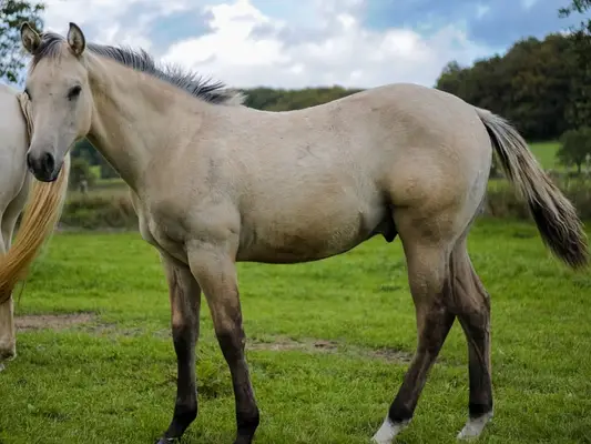 Quarter Horse Hengstfohlen, Buckskin, geb. 01.04.2026